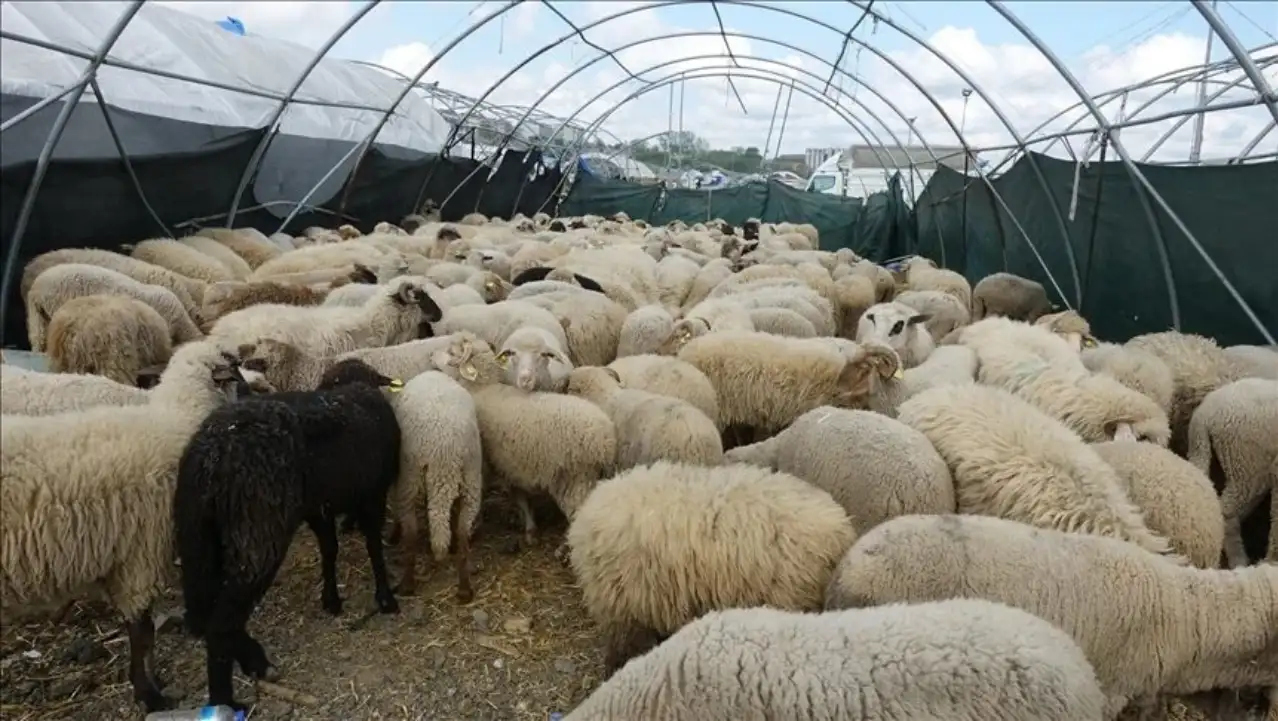 Kahramanmaraş’ta Kurbanlık Fiyatlarına İndirim: Esnaftan Örnek Dayanışma